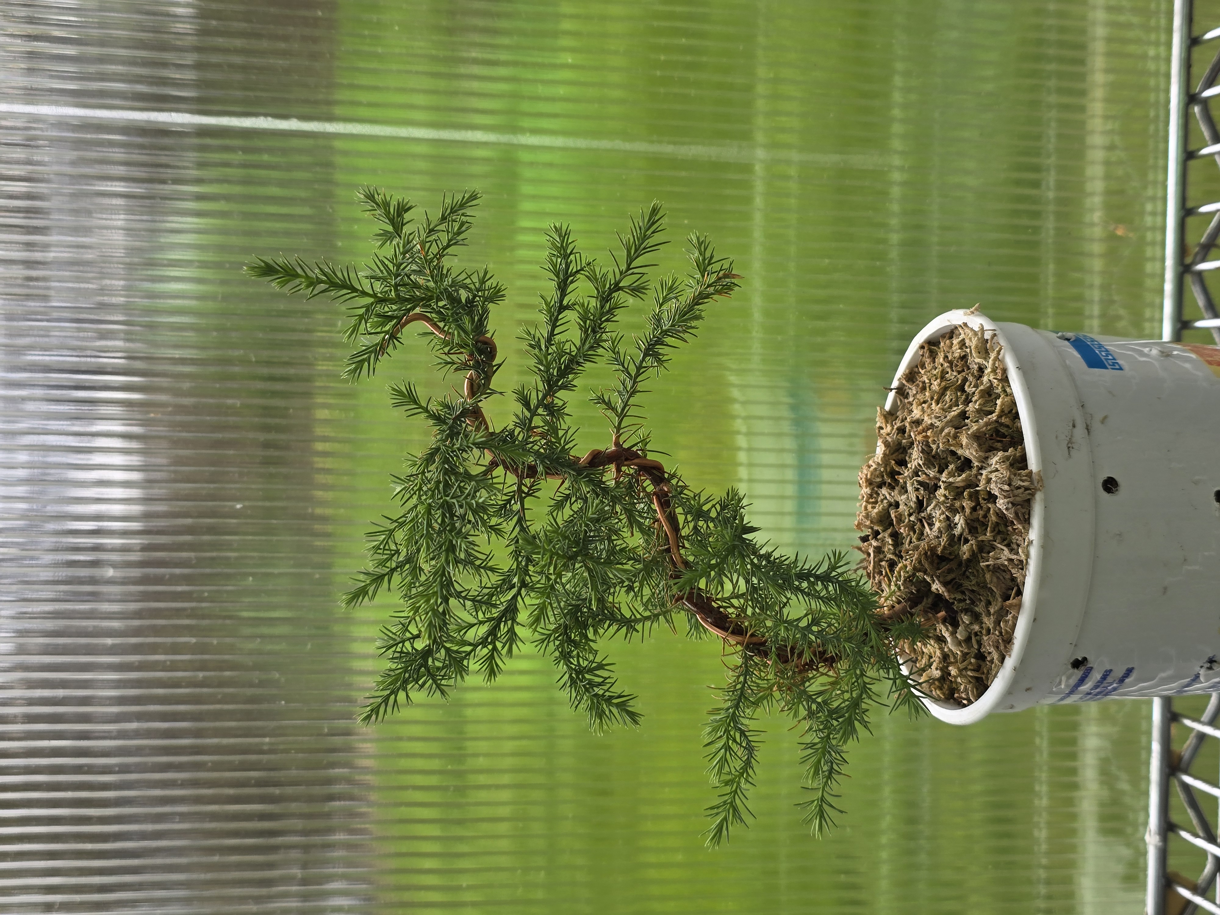 Bonsai Tree